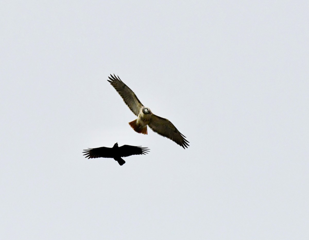 Red-tailed Hawk - ML646636803