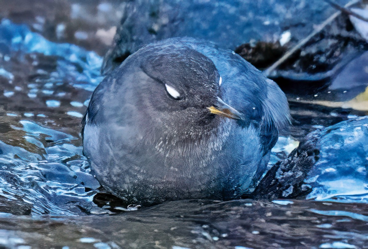 American Dipper - ML646636804