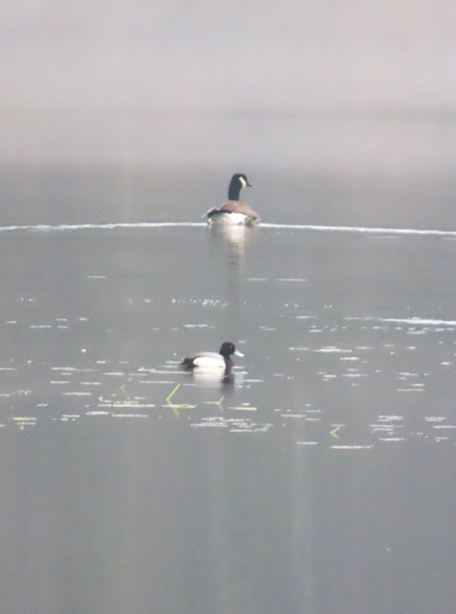 Lesser Scaup - ML646636807
