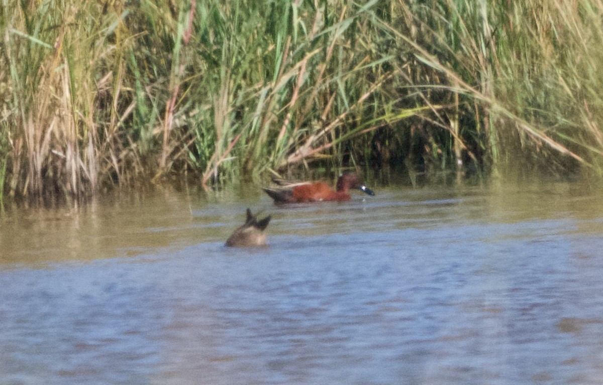 Cinnamon Teal - ML646636808