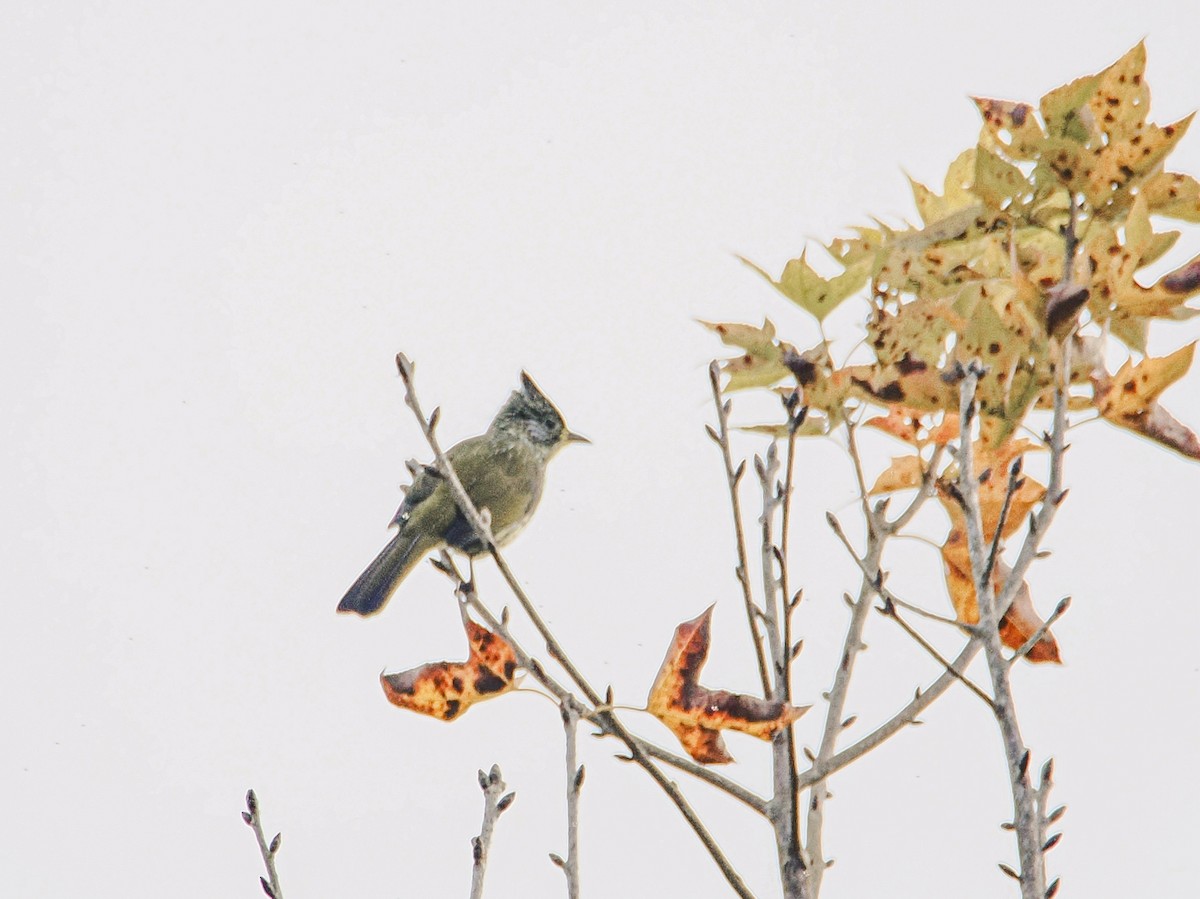 Striated Bulbul - ML646636809