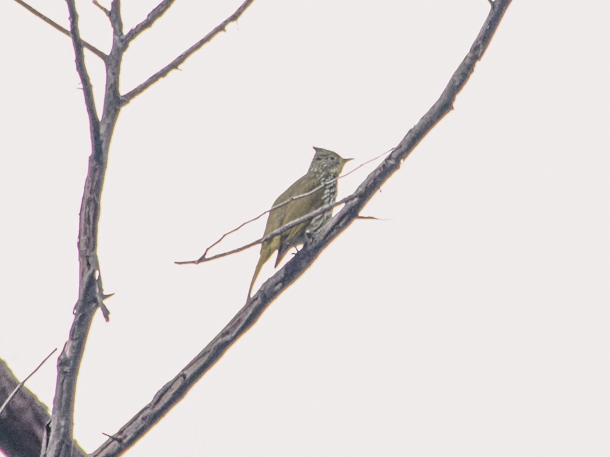 Striated Bulbul - ML646636810