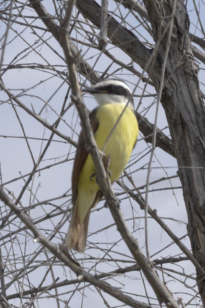 Great Kiskadee - ML646636811