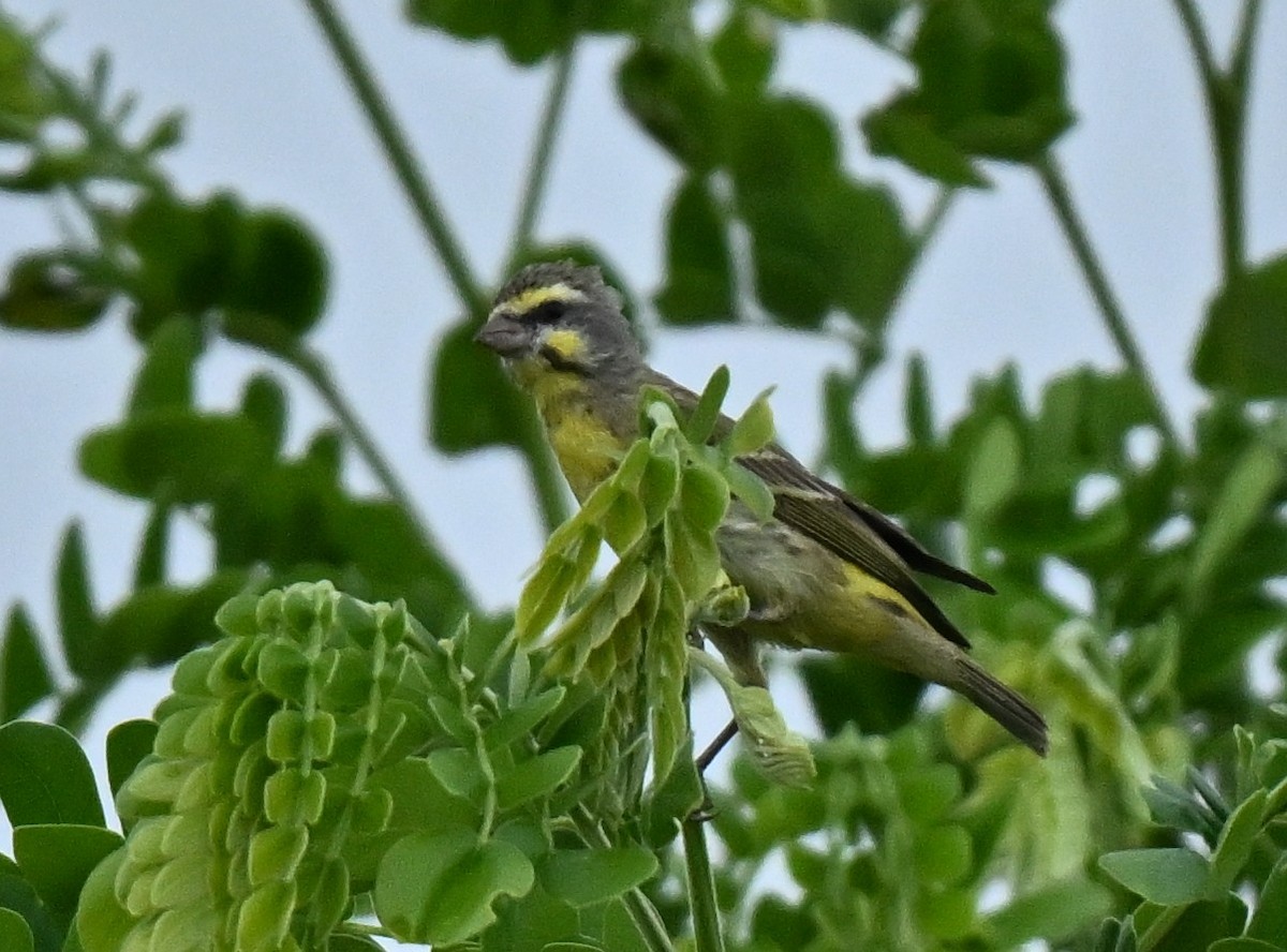 Yellow-fronted Canary - ML646636814