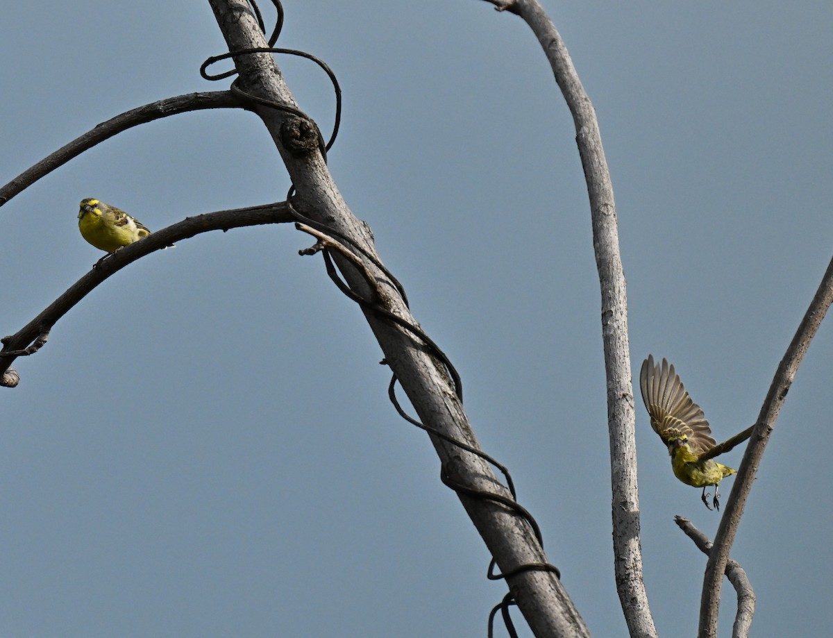 Yellow-fronted Canary - ML646636815