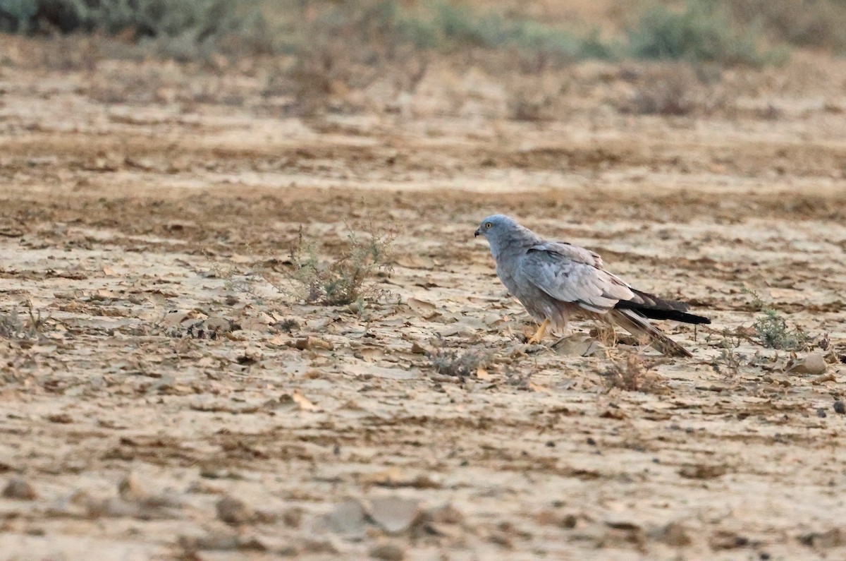 Montagu's Harrier - ML646636817