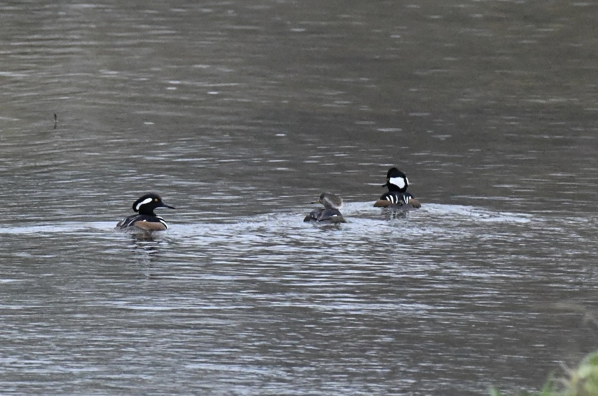 Hooded Merganser - ML646636819