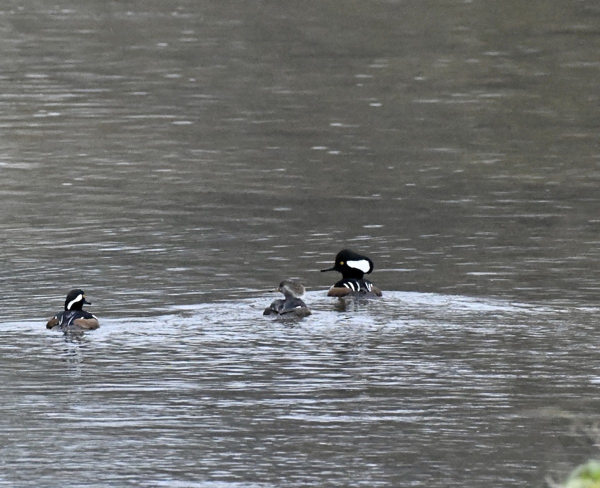 Hooded Merganser - ML646636820