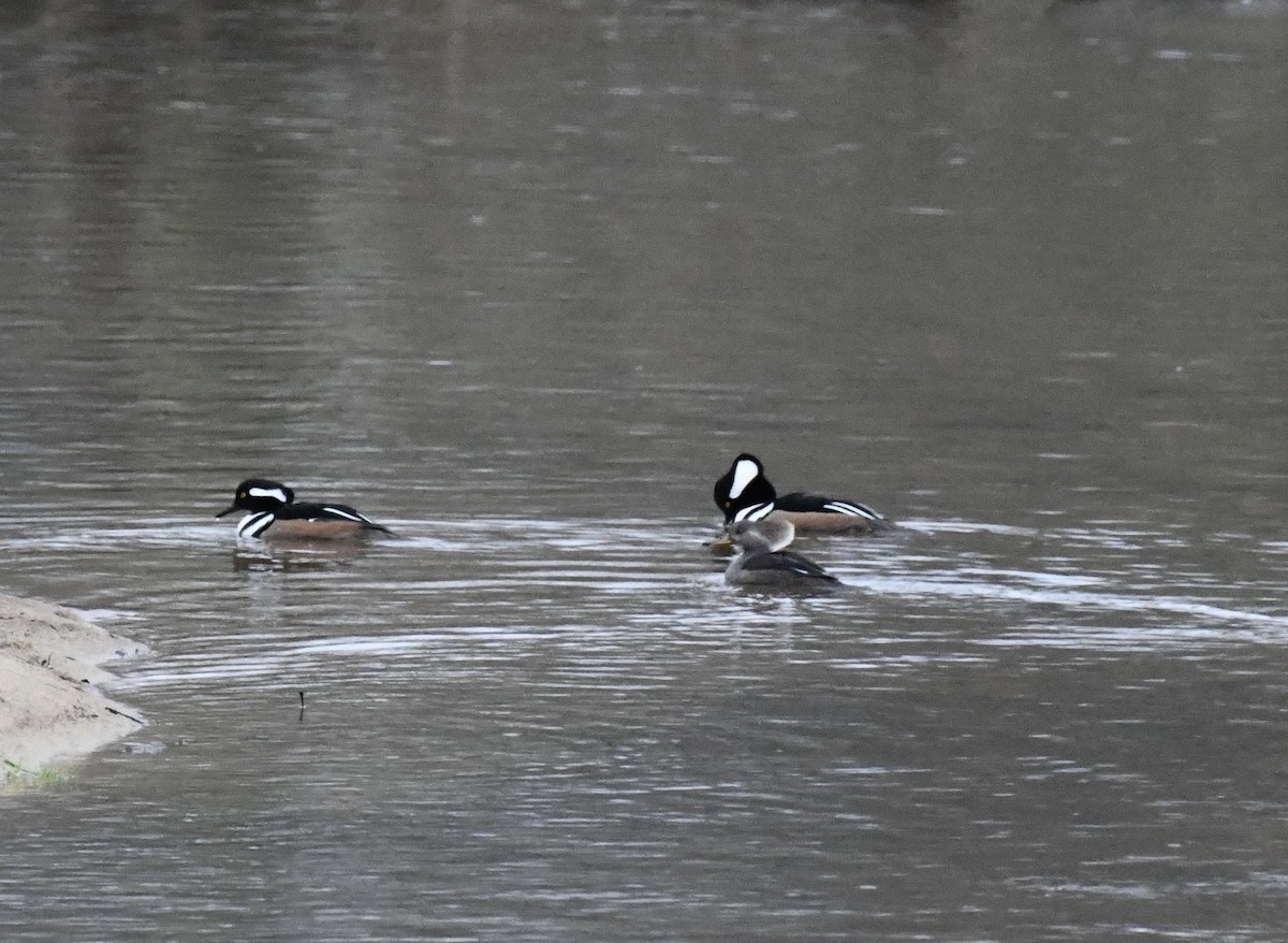 Hooded Merganser - ML646636821
