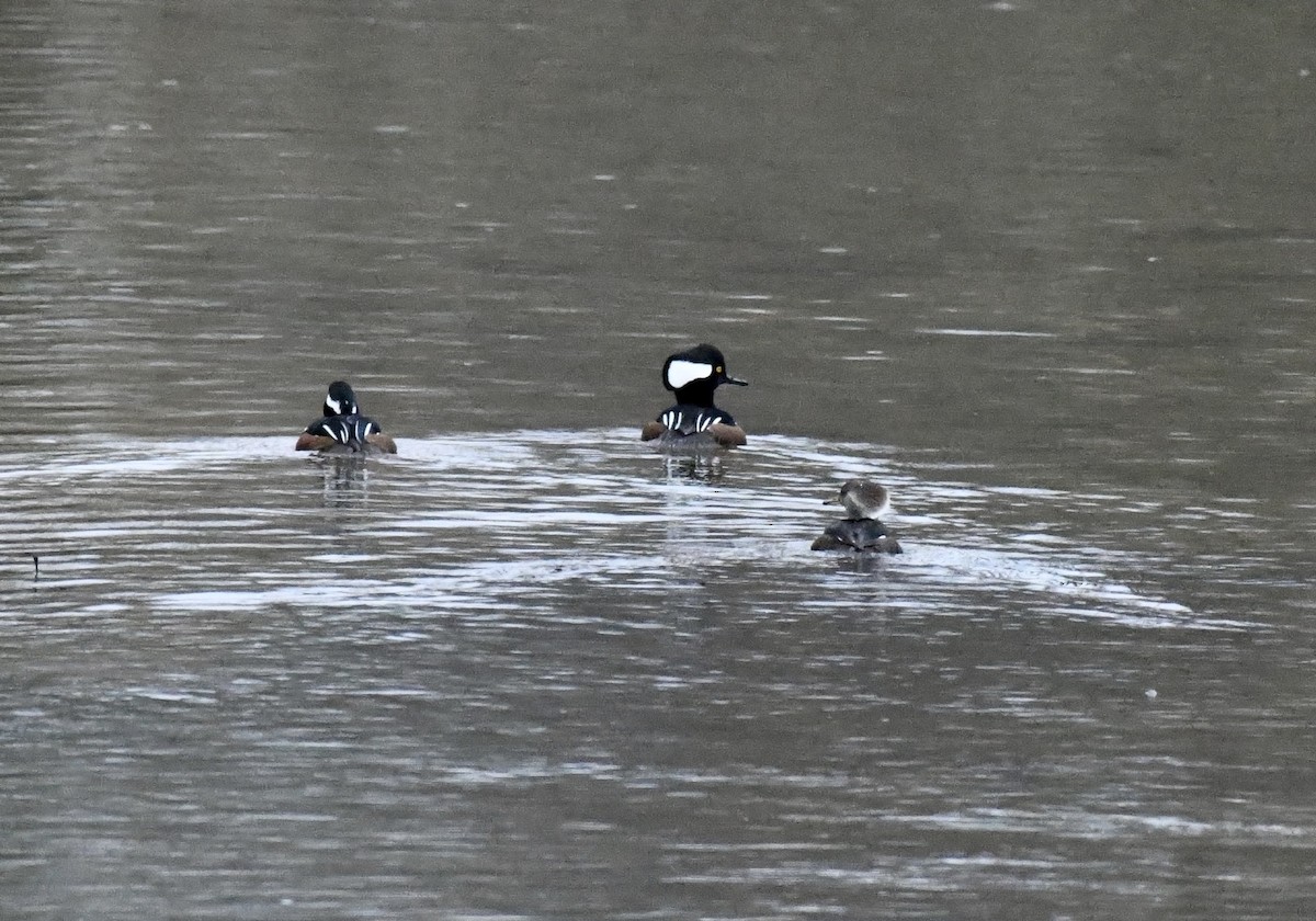 Hooded Merganser - ML646636822