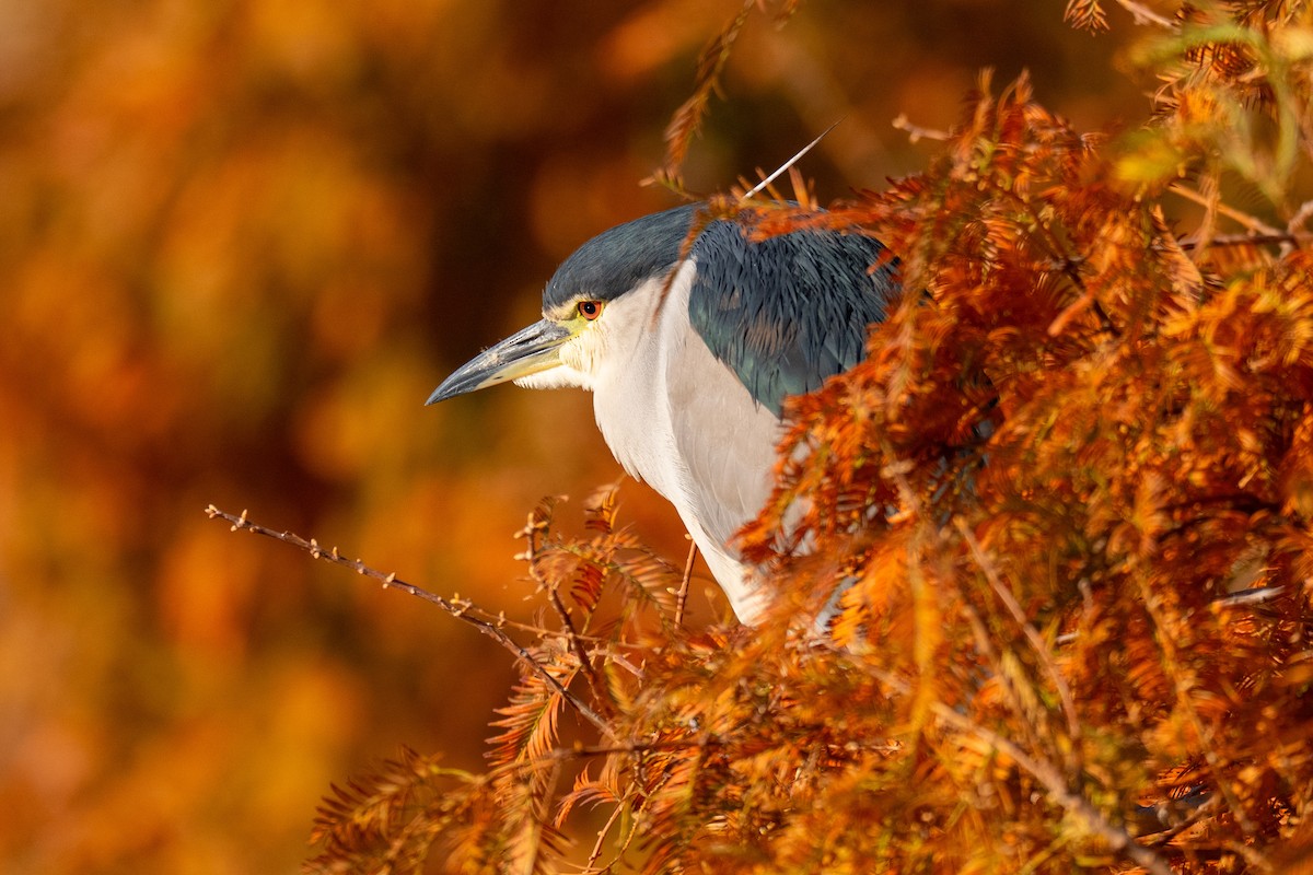 Black-crowned Night Heron - ML646636823