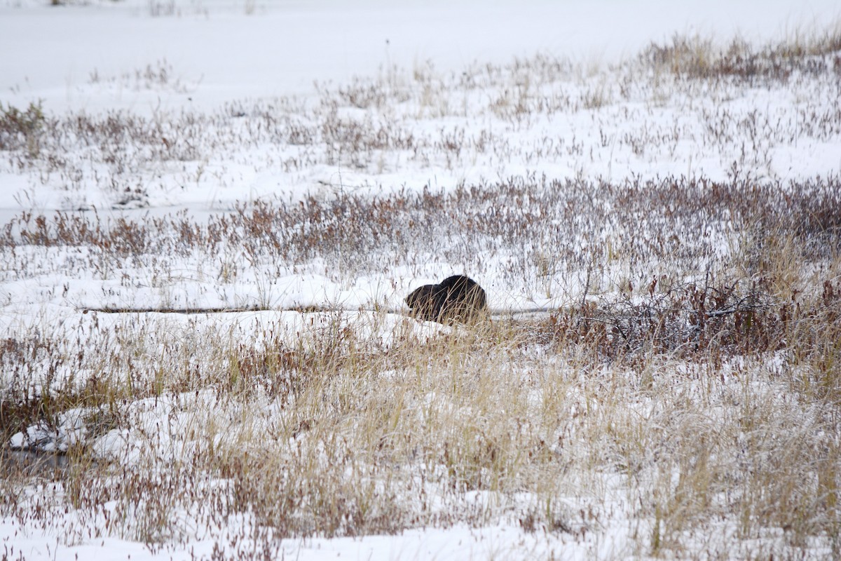 American Beaver - ML646636824