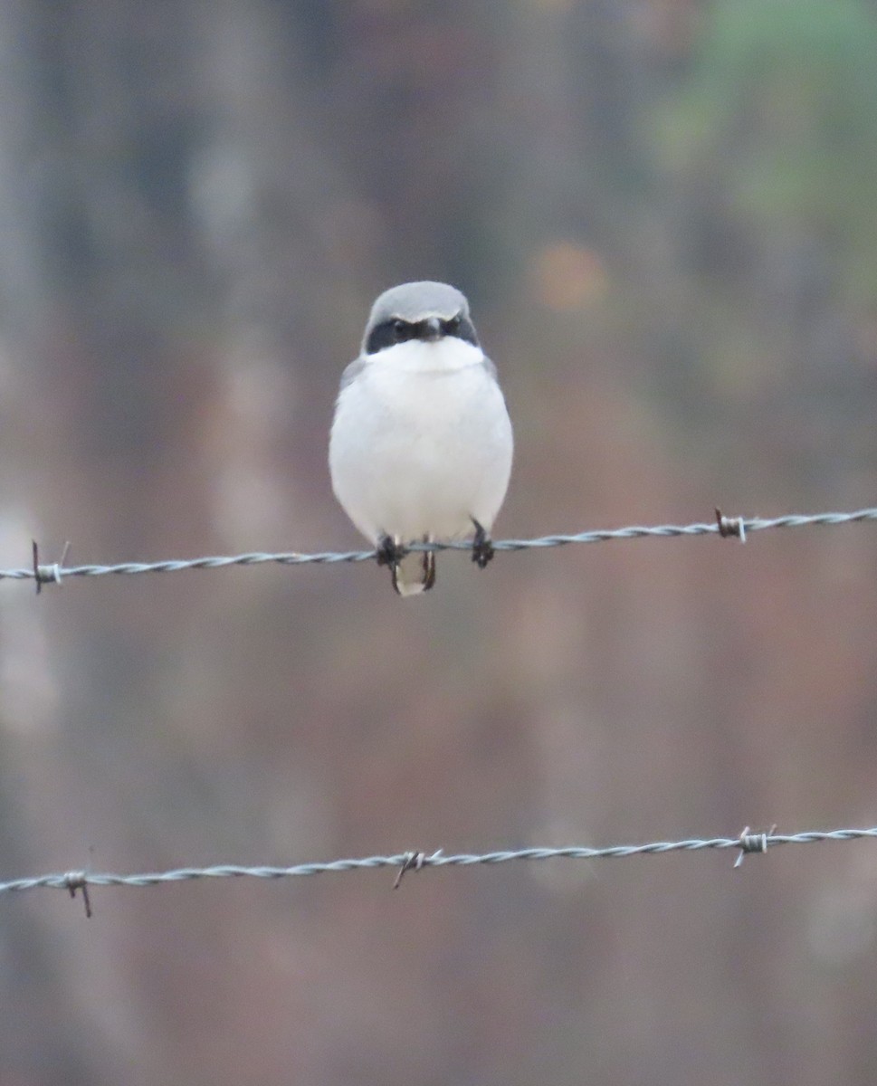 Loggerhead Shrike - ML646636825
