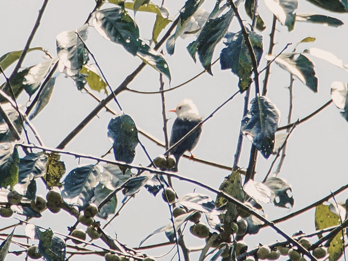 Black Bulbul (leucocephalus Group) - ML646636827