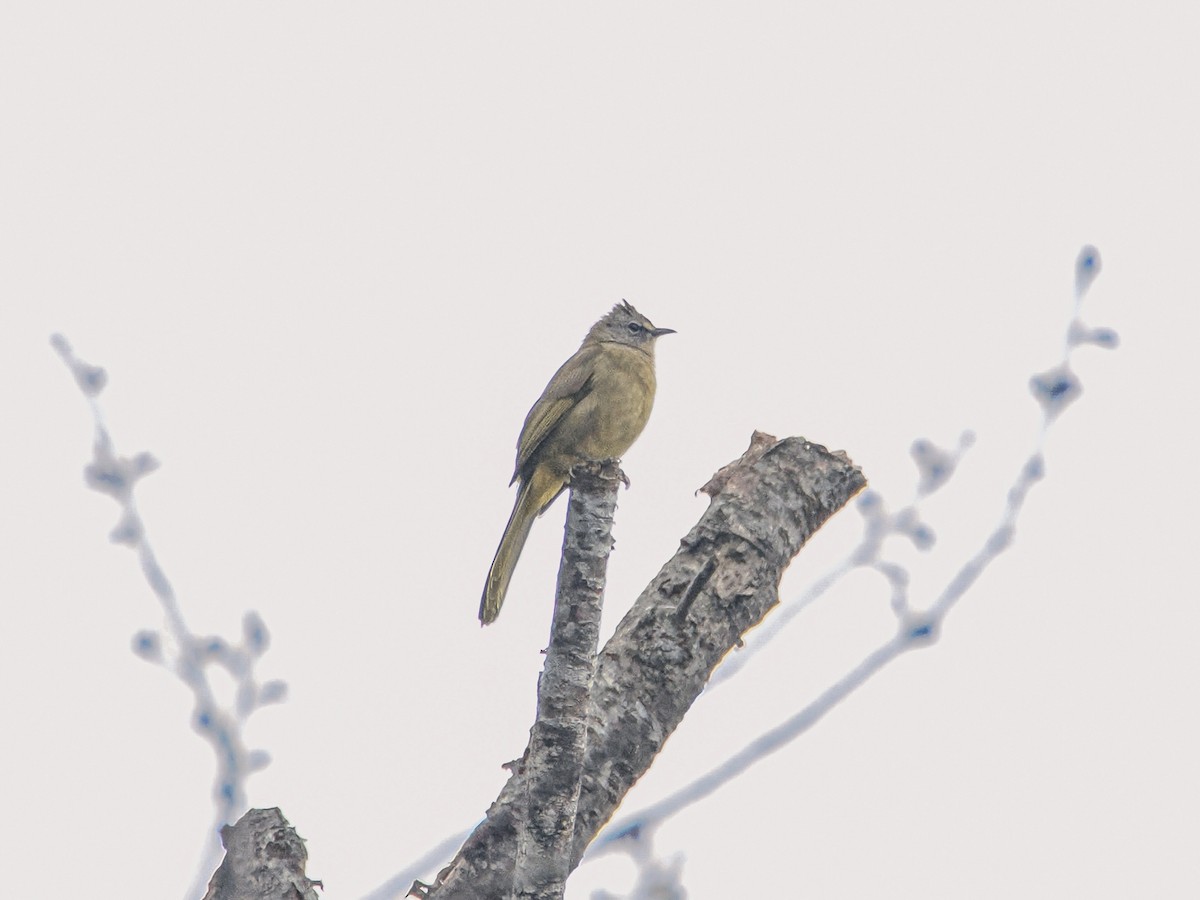 Flavescent Bulbul - ML646636829