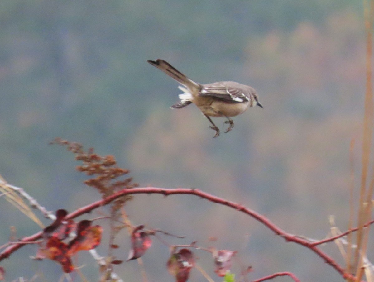 Northern Mockingbird - ML646636830