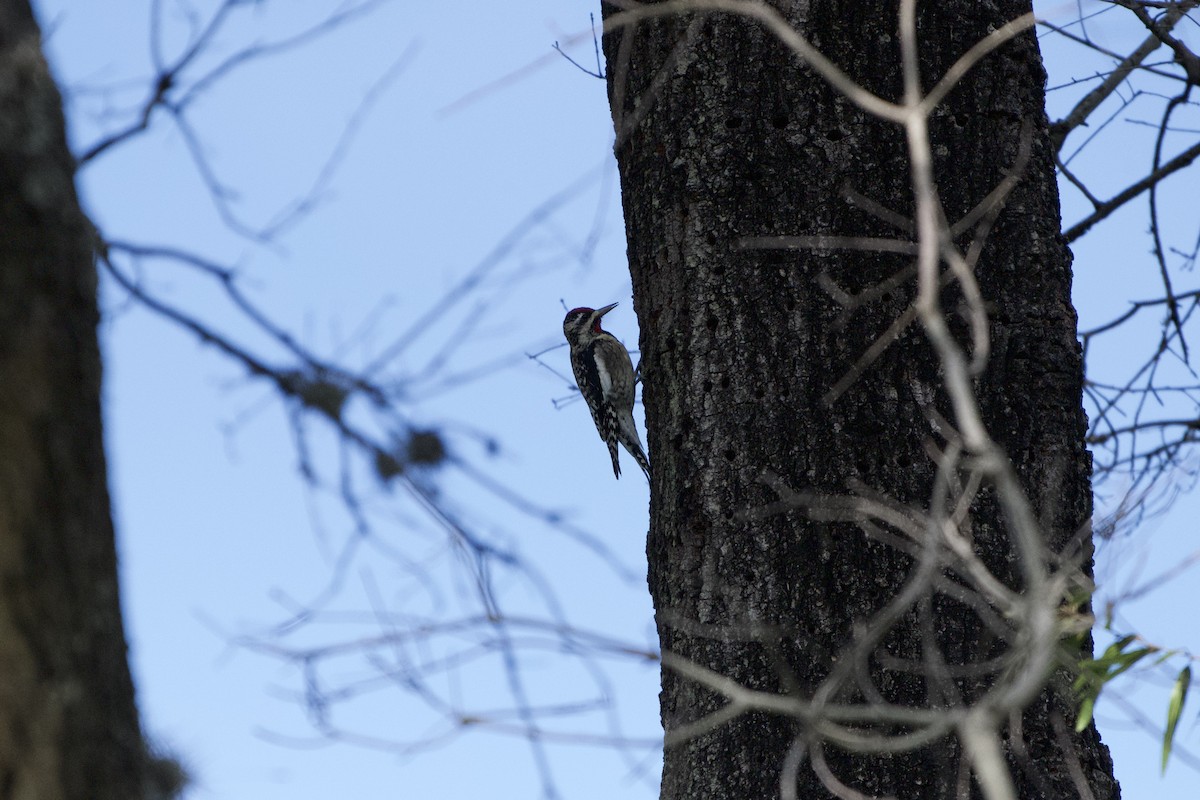 Pic maculé - ML646636833