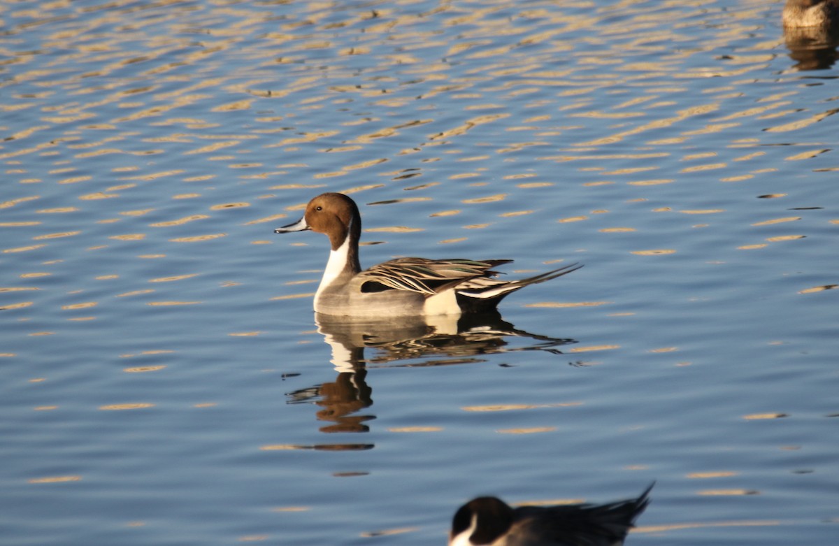 Northern Pintail - ML646636834