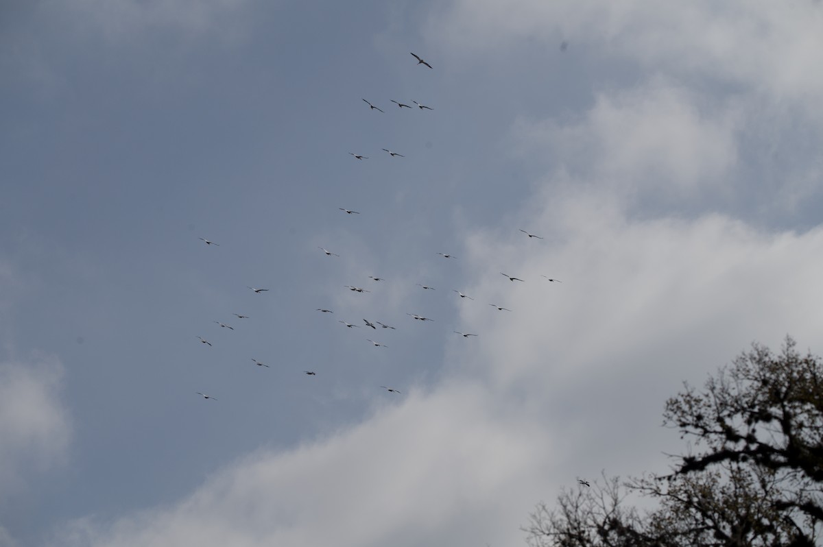 Pélican d'Amérique - ML646636835