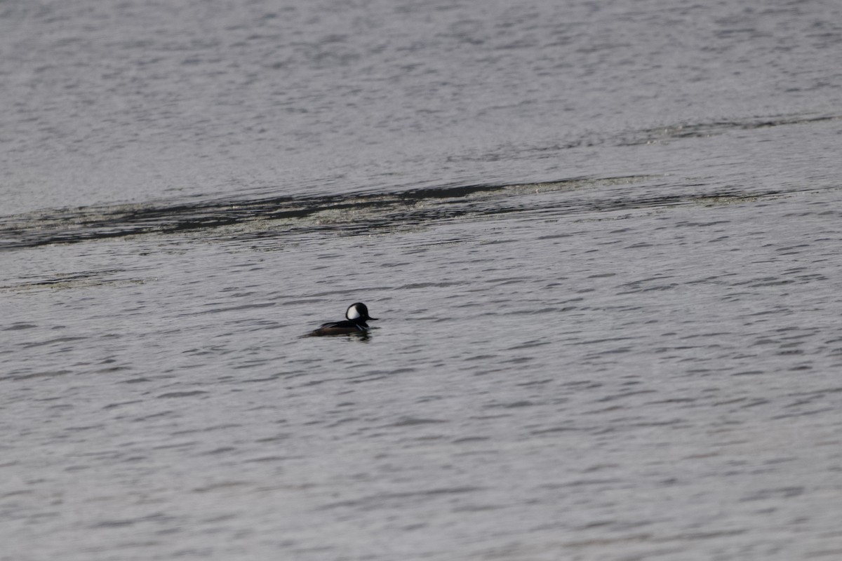 Harle couronné - ML646636842