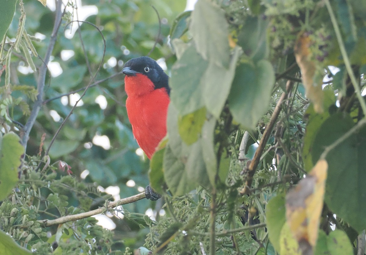 Black-headed Gonolek - ML646636845