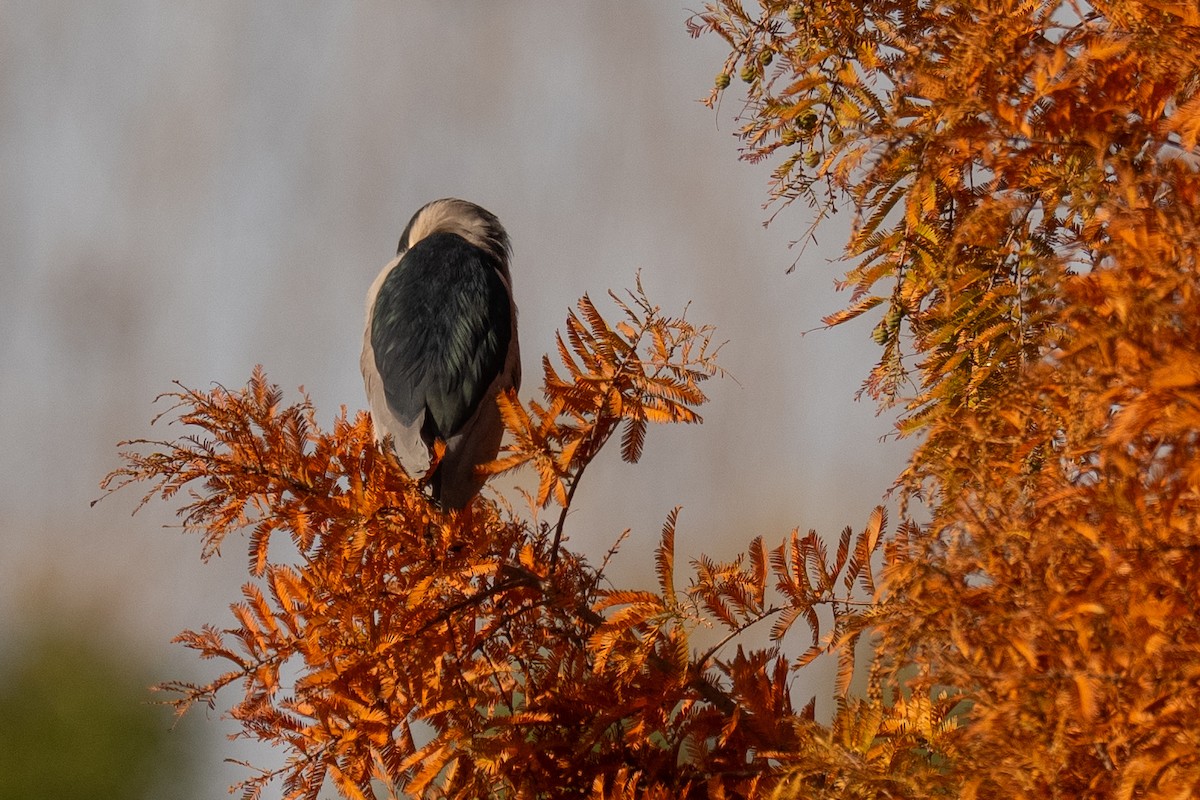 Black-crowned Night Heron - ML646636846