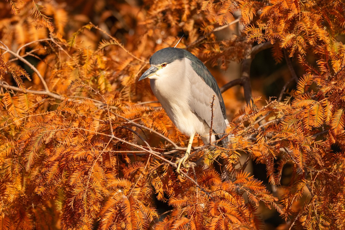 Black-crowned Night Heron - ML646636847