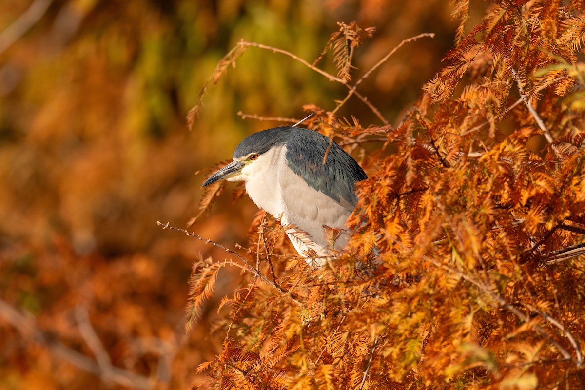 Black-crowned Night Heron - ML646636848