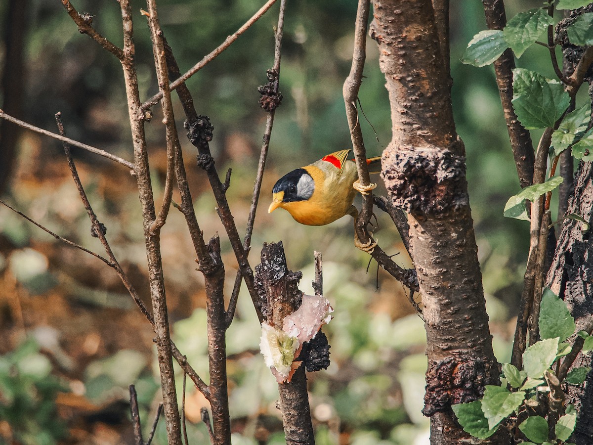 Silver-eared Mesia - ML646636849