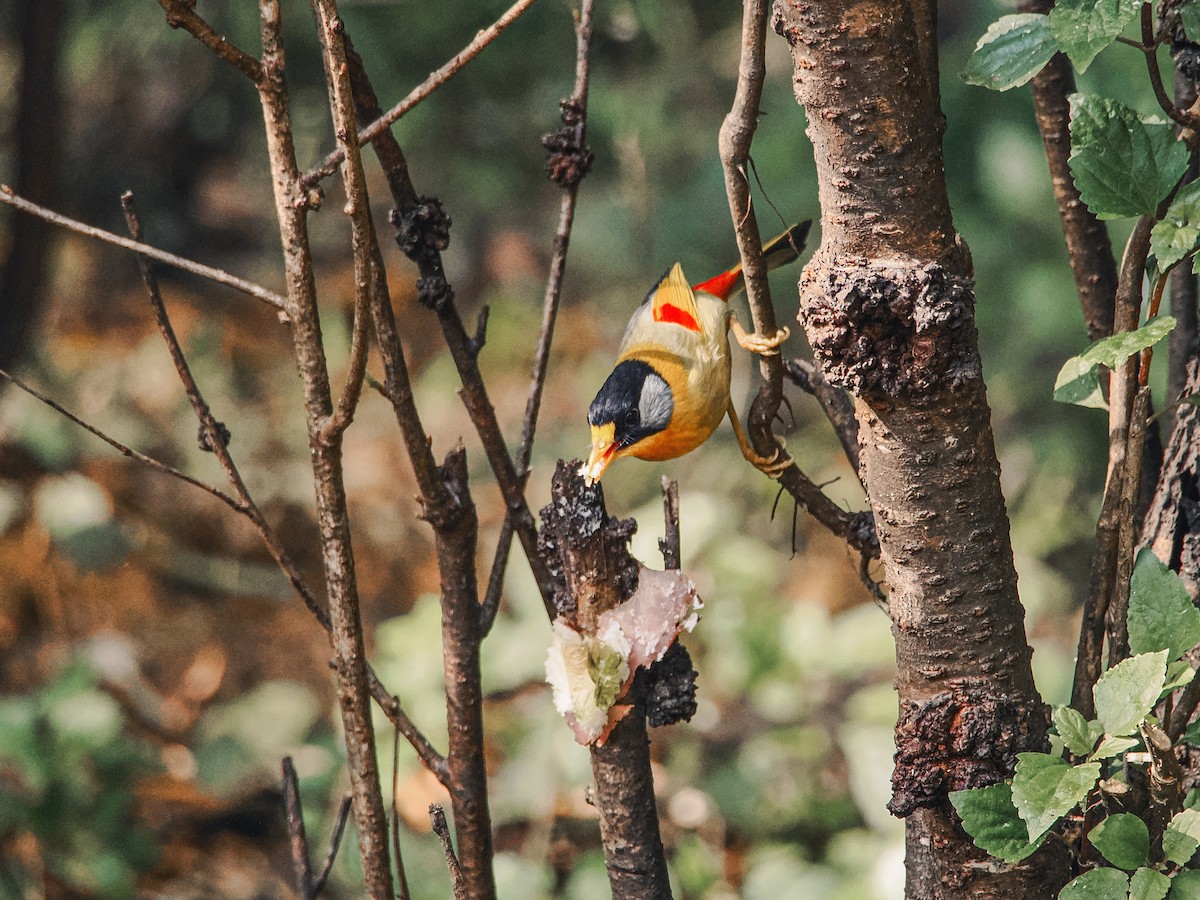 Silver-eared Mesia - ML646636850