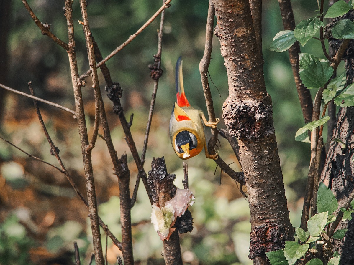 Silver-eared Mesia - ML646636851