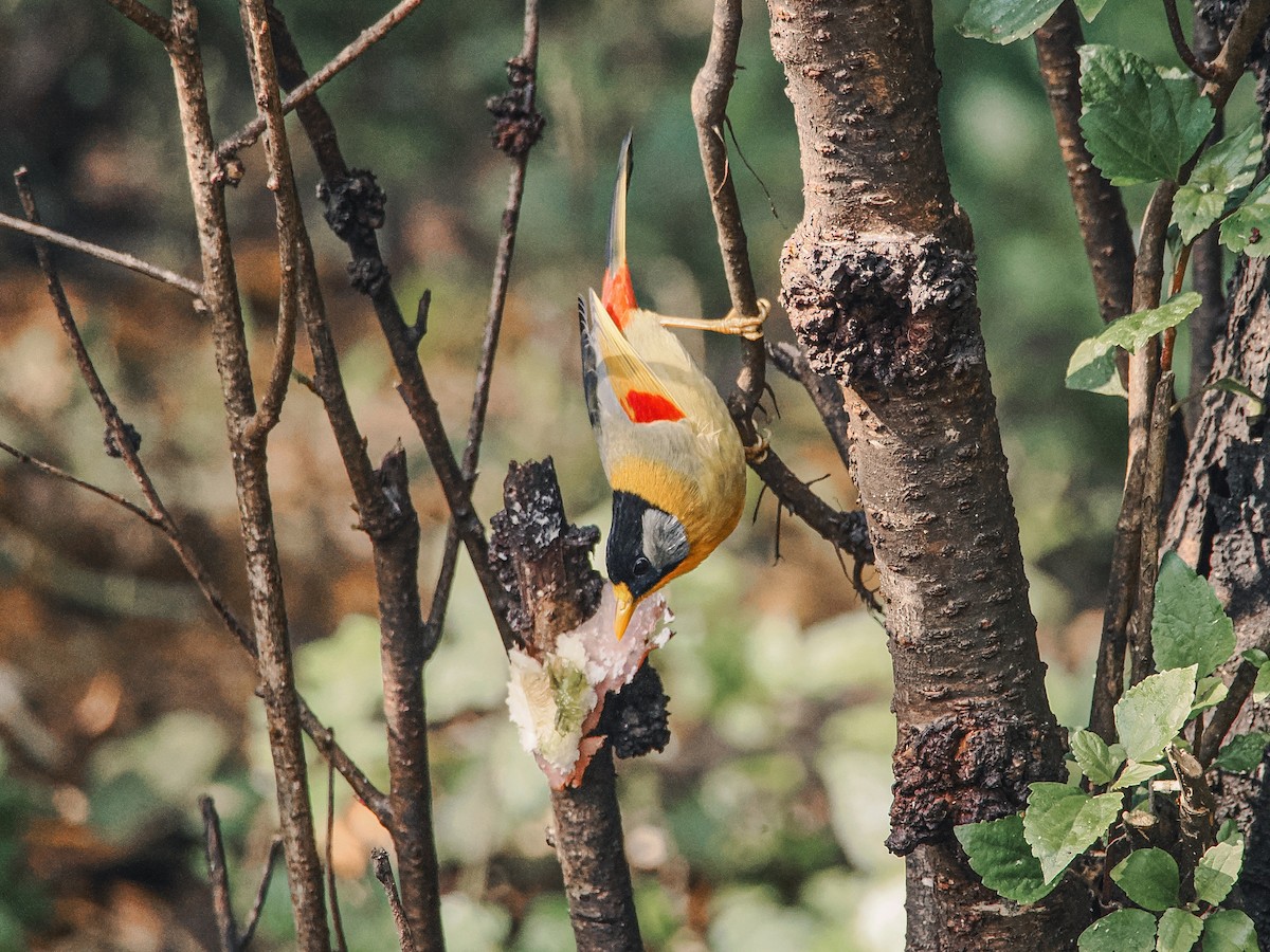 Silver-eared Mesia - ML646636852