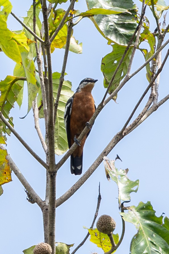 Rufous-bellied Triller - ML646636853