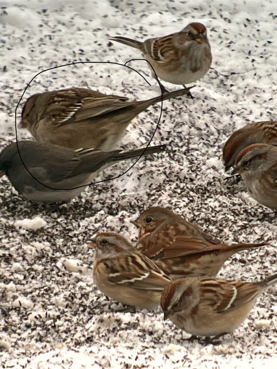 White-crowned Sparrow - ML646636865