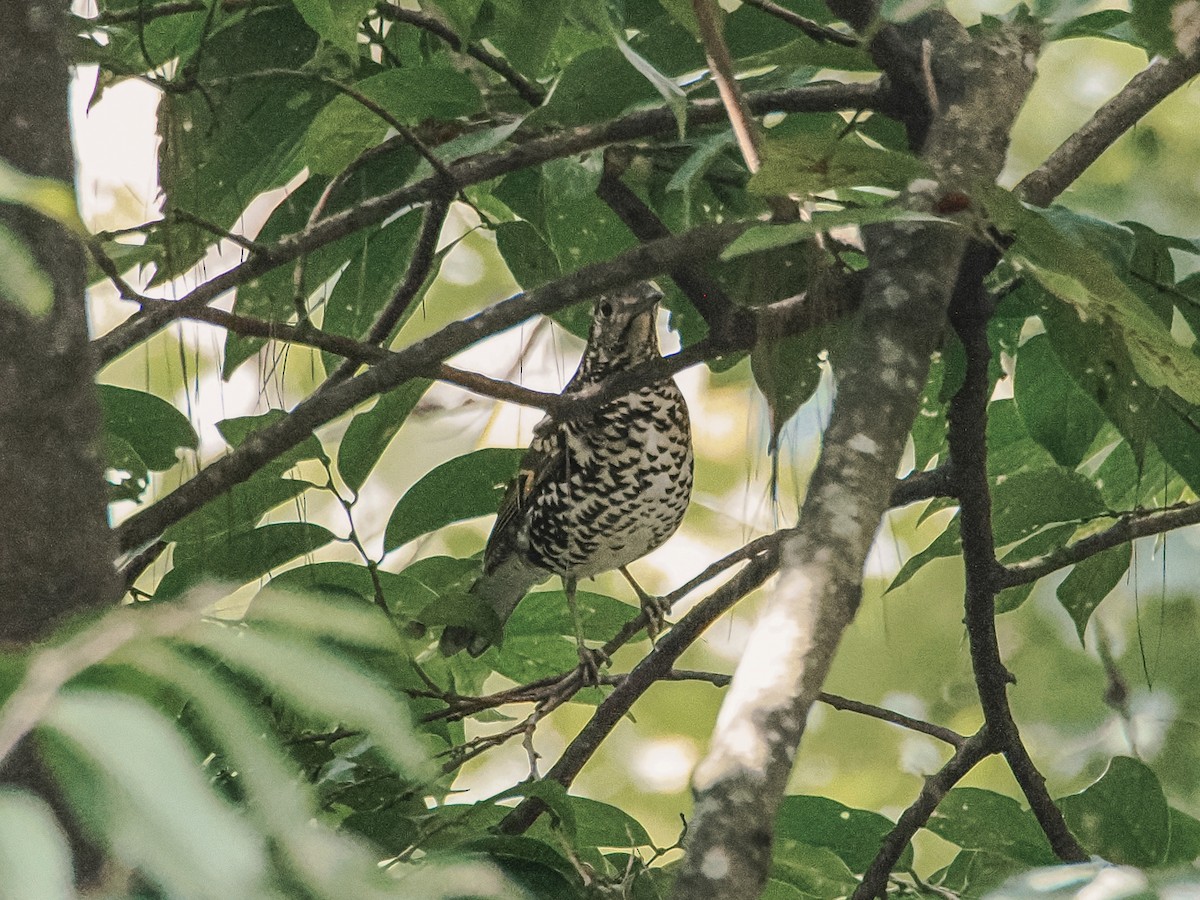 Scaly Thrush - ML646636866