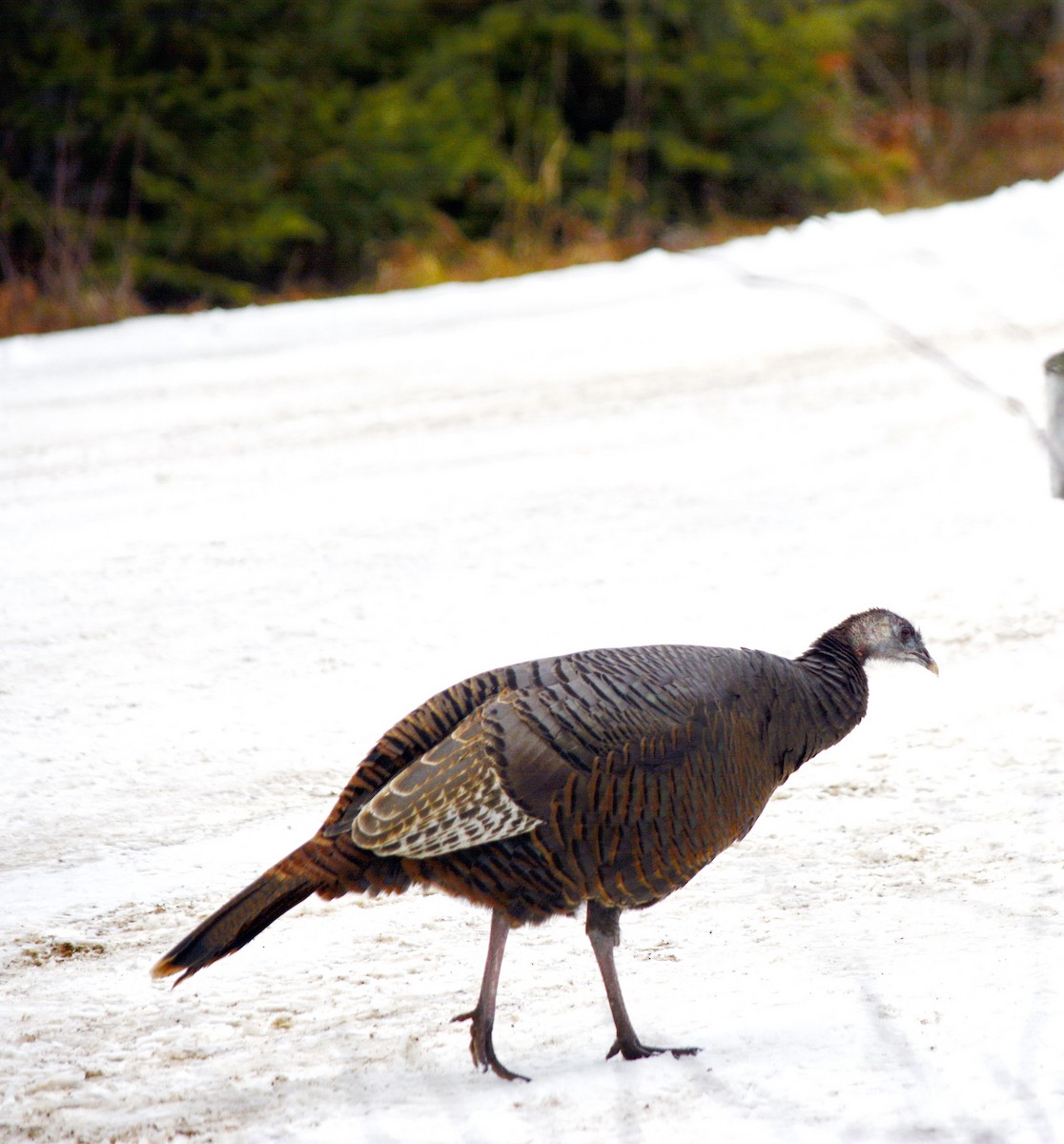 Wild Turkey - ML646636867