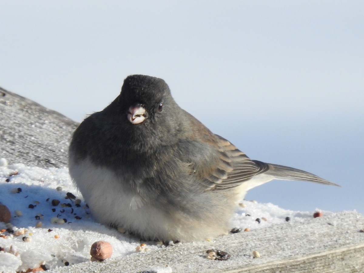 ユキヒメドリ - ML646636870