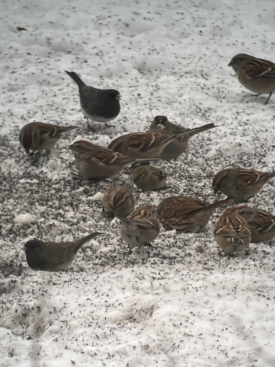 American Tree Sparrow - ML646636871
