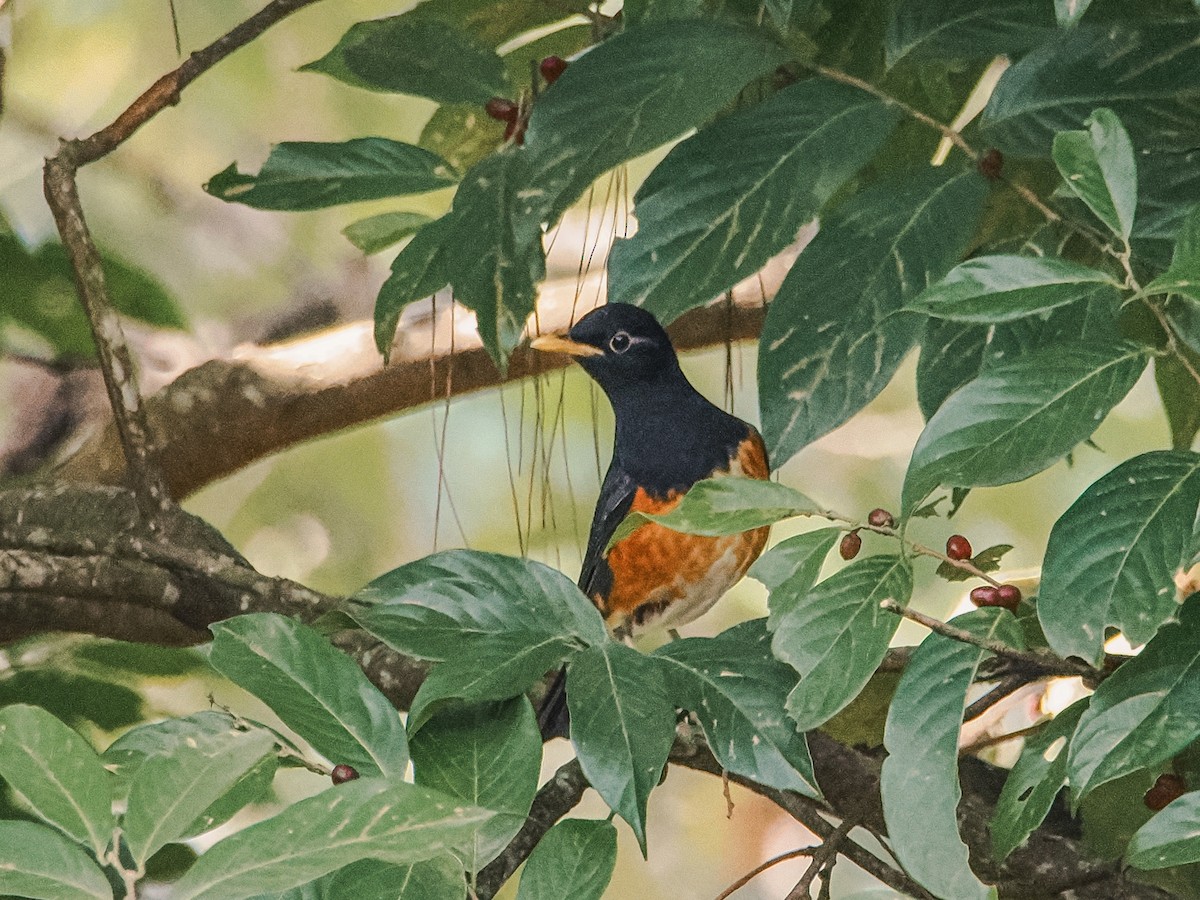 Black-breasted Thrush - ML646636872