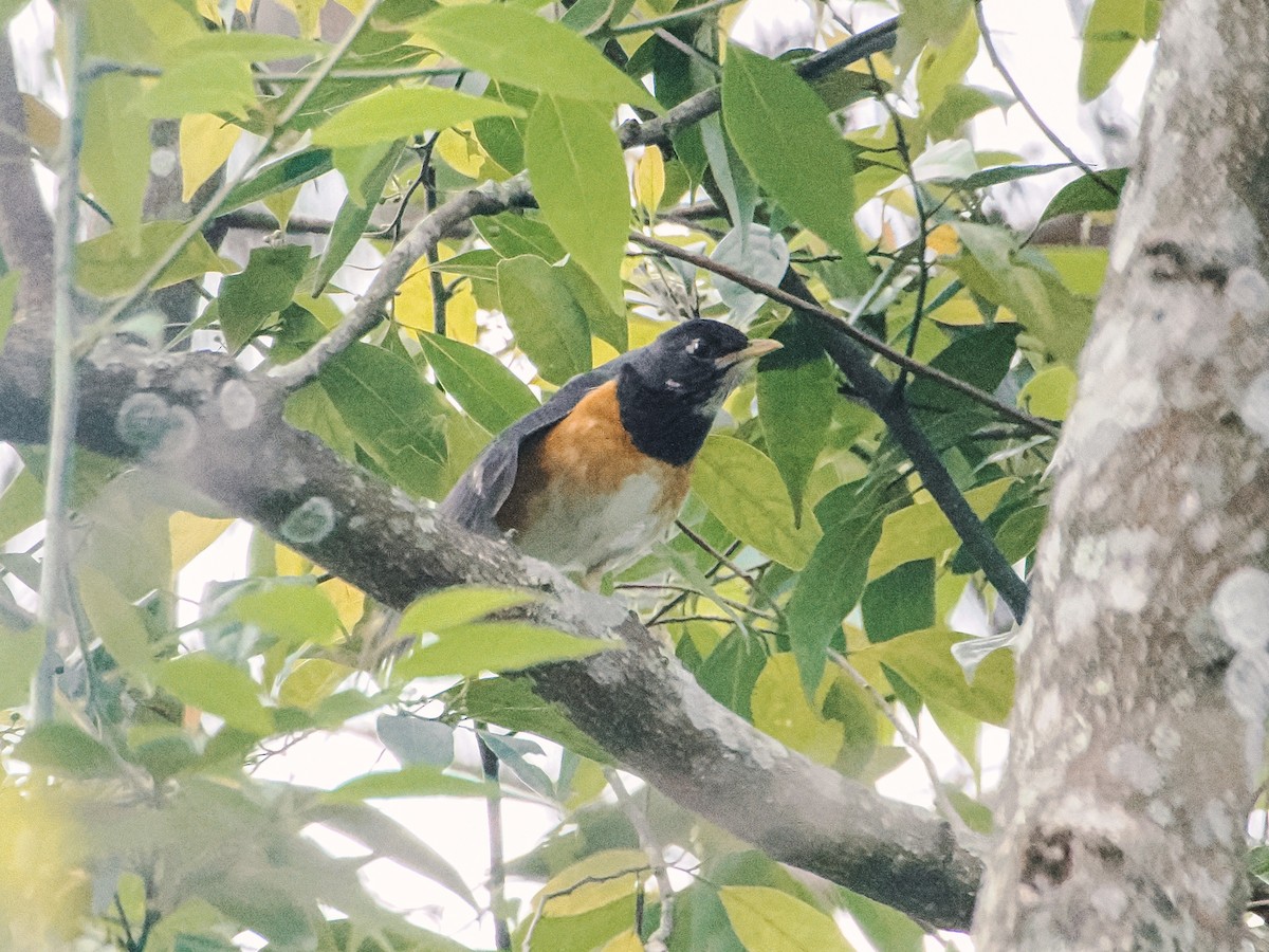 Black-breasted Thrush - ML646636873