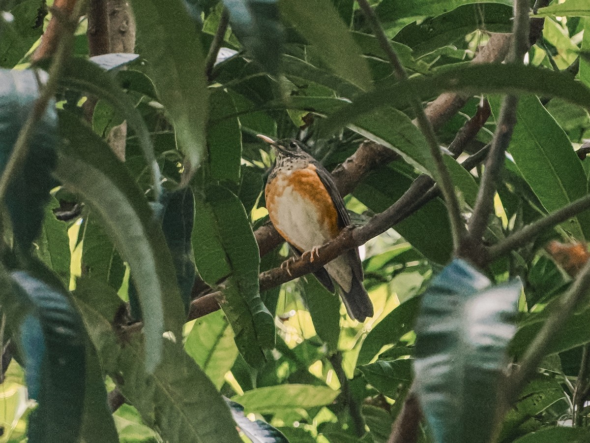Black-breasted Thrush - ML646636874