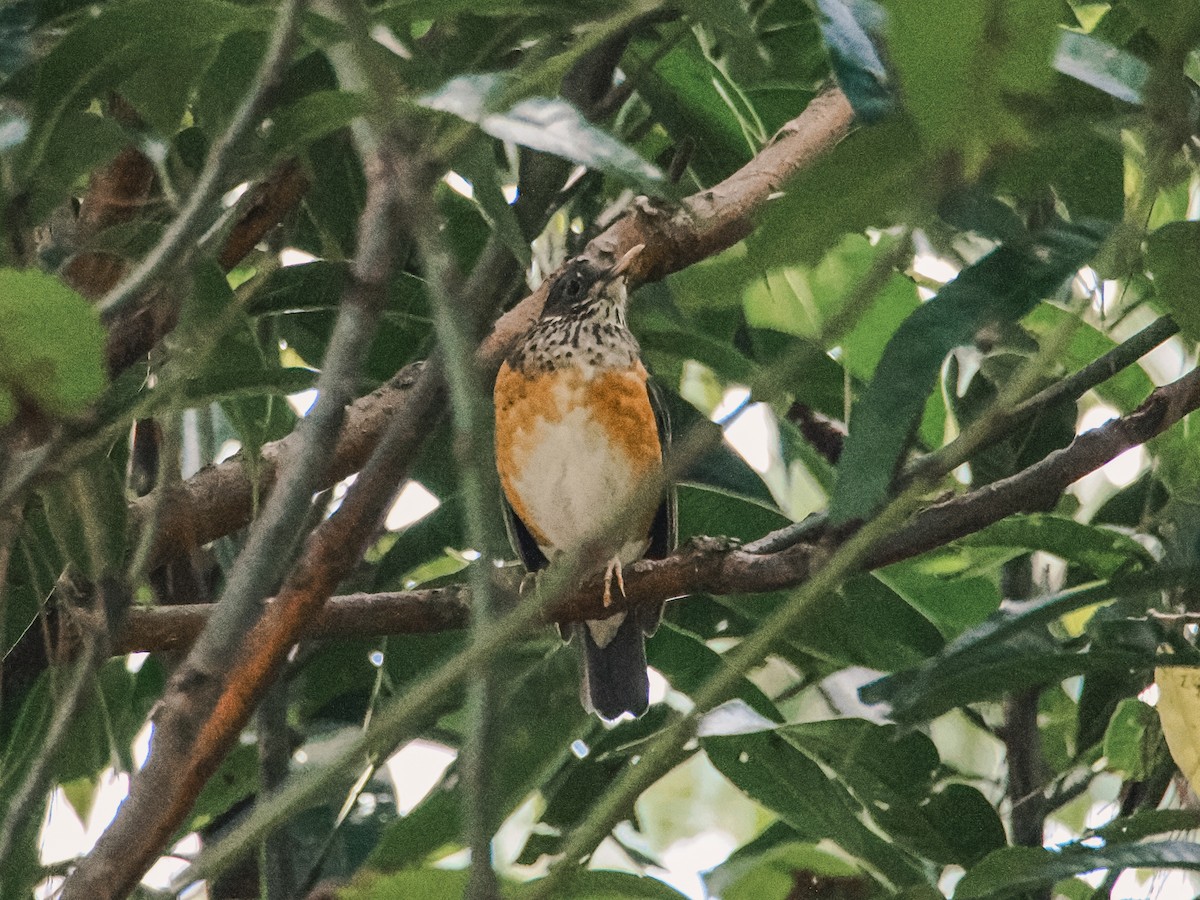 Black-breasted Thrush - ML646636875