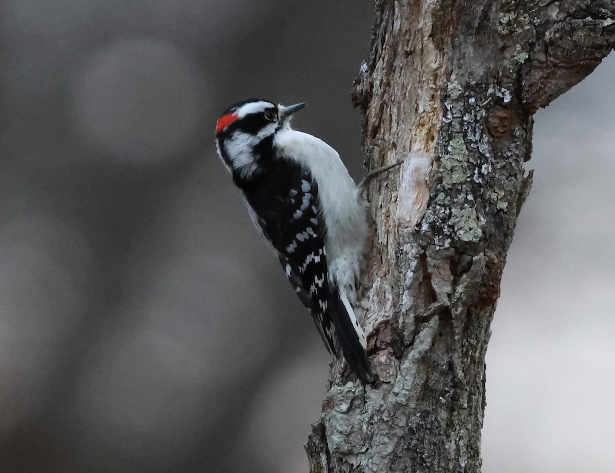 Downy Woodpecker - ML646636878