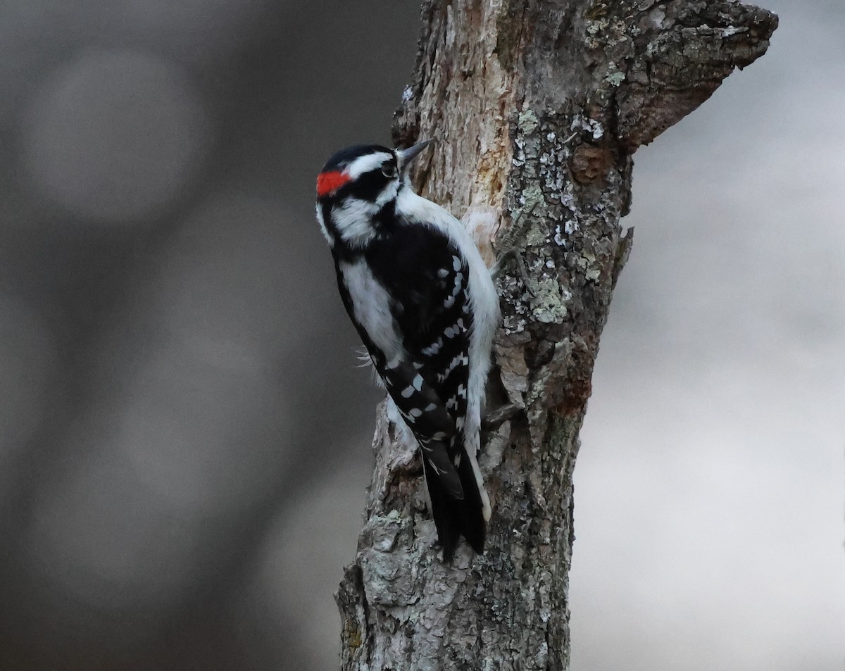 Downy Woodpecker - ML646636879
