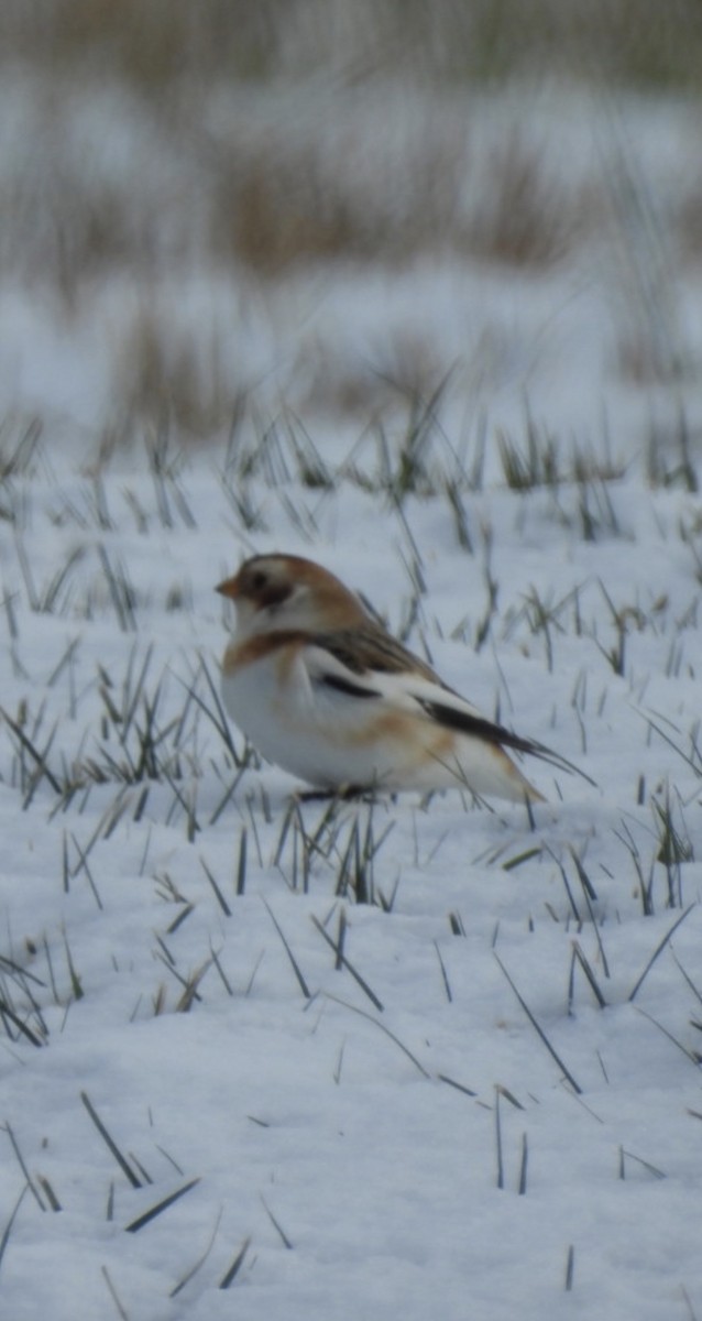 sněhule severní - ML646636880