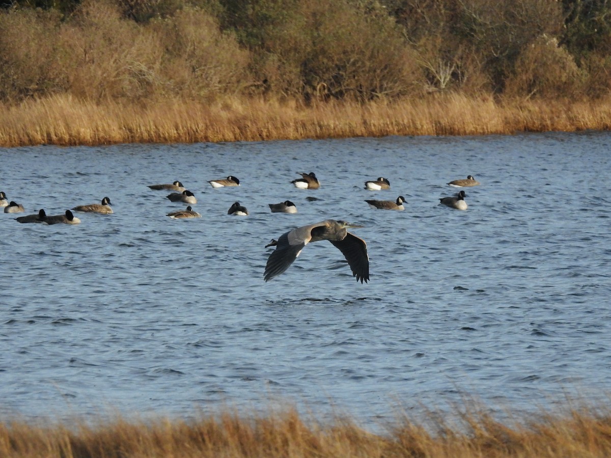 Great Blue Heron - ML646636881