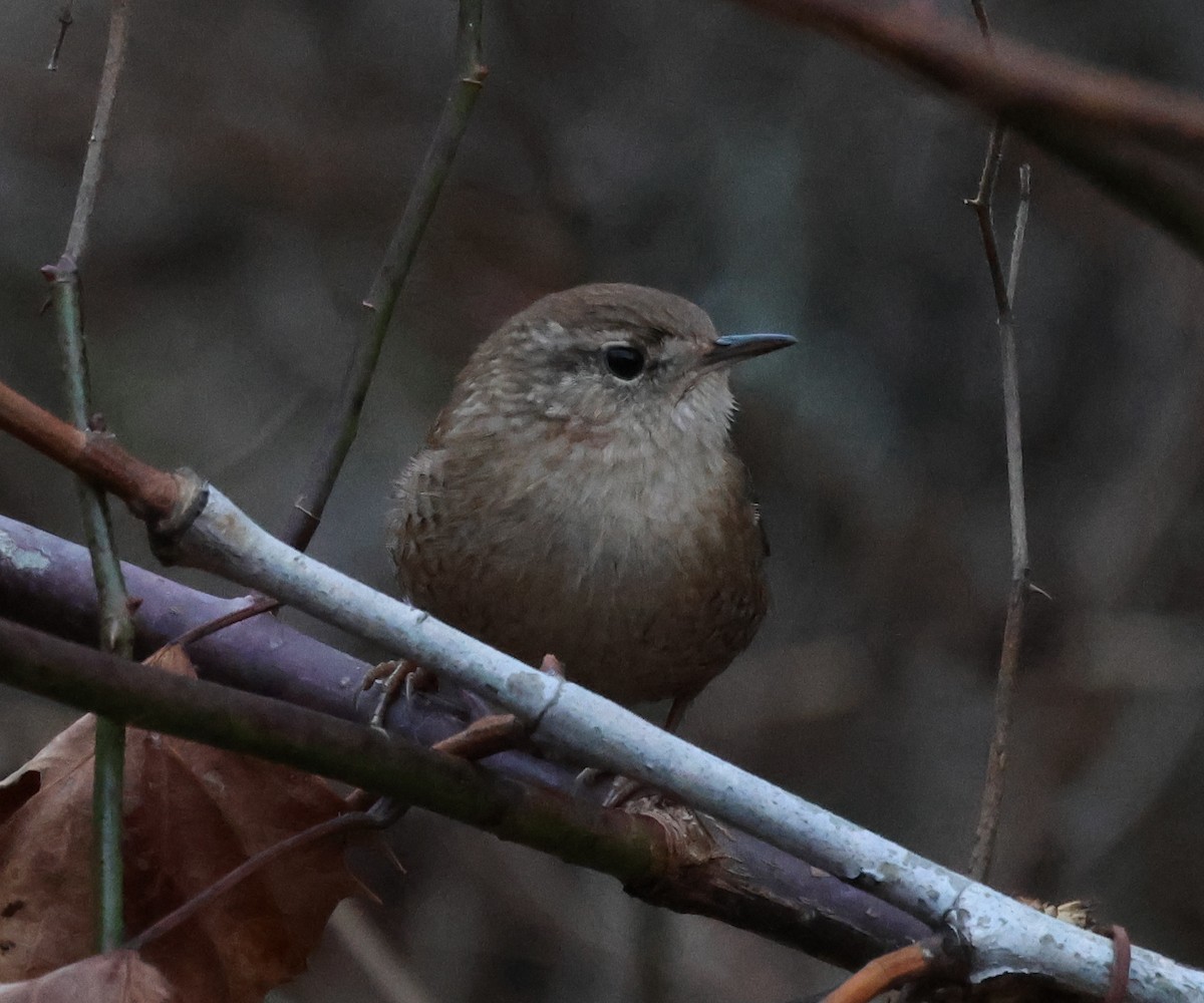 Winter Wren - ML646636882