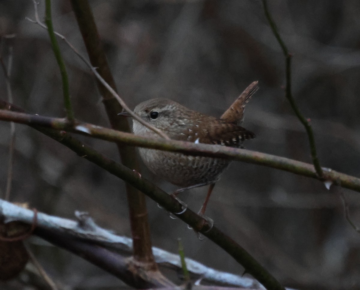 Winter Wren - ML646636883