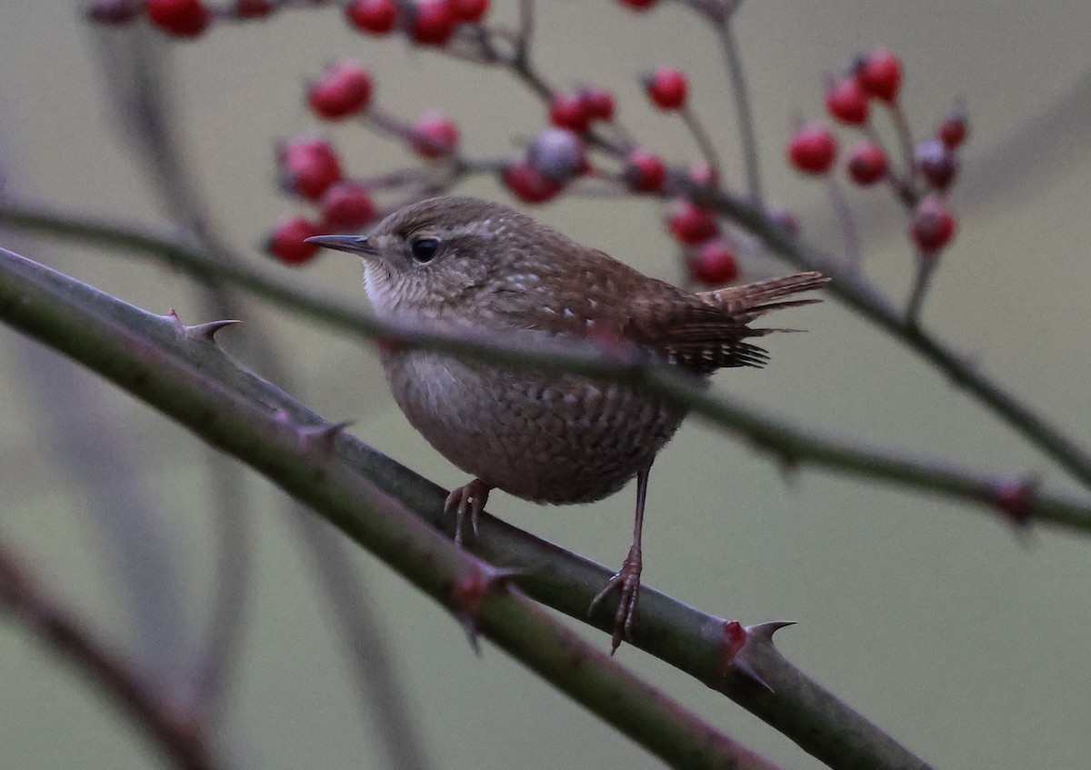 Winter Wren - ML646636884