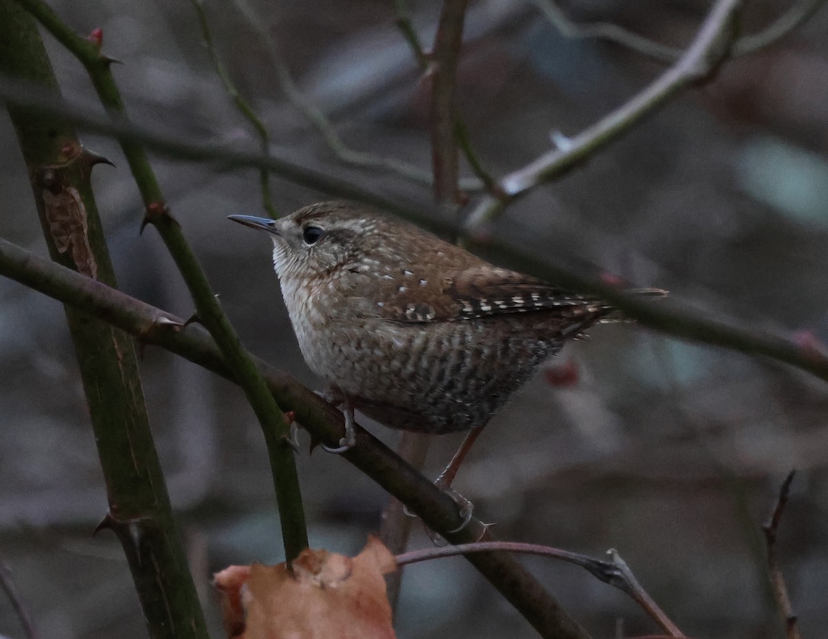 Winter Wren - ML646636885